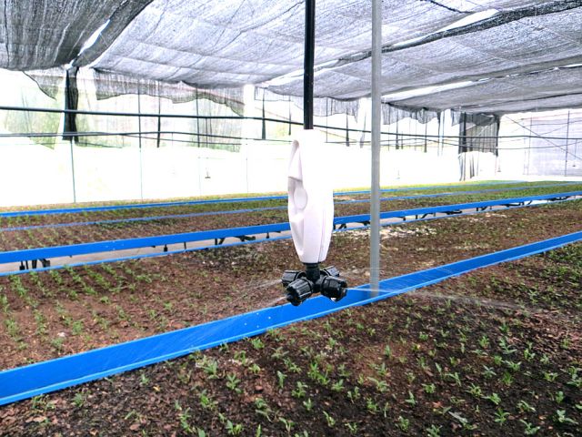 广西大化引进微喷灌溉技术