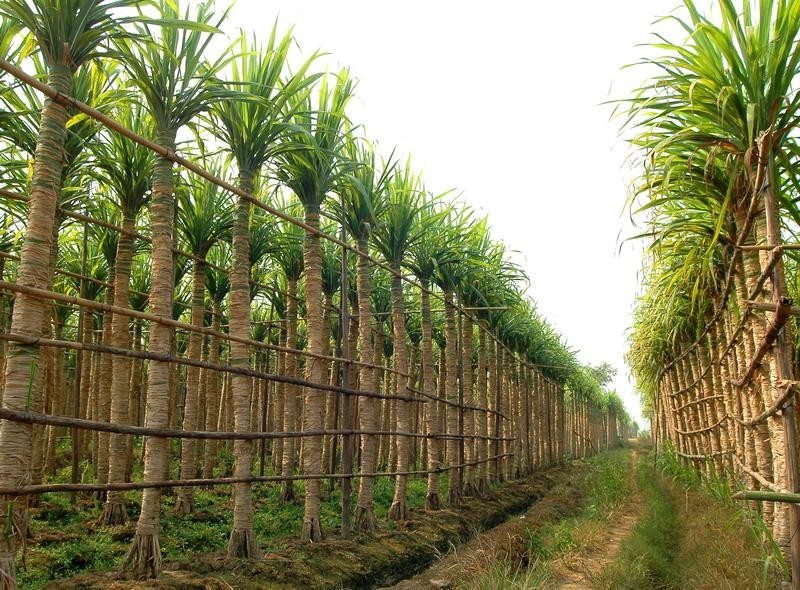 ������۸�����ǧĶ������ϲ�����