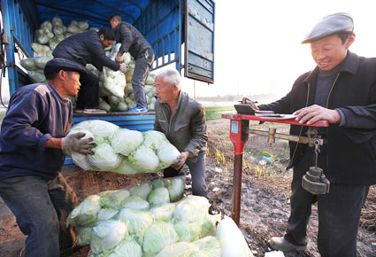安徽淮南:今年白菜卖好价2