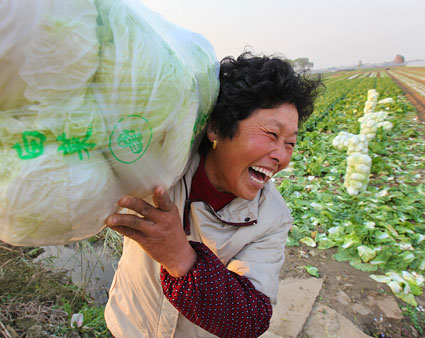 安徽淮南:今年白菜卖好价