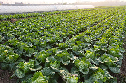 安徽淮南:今年白菜卖好价3