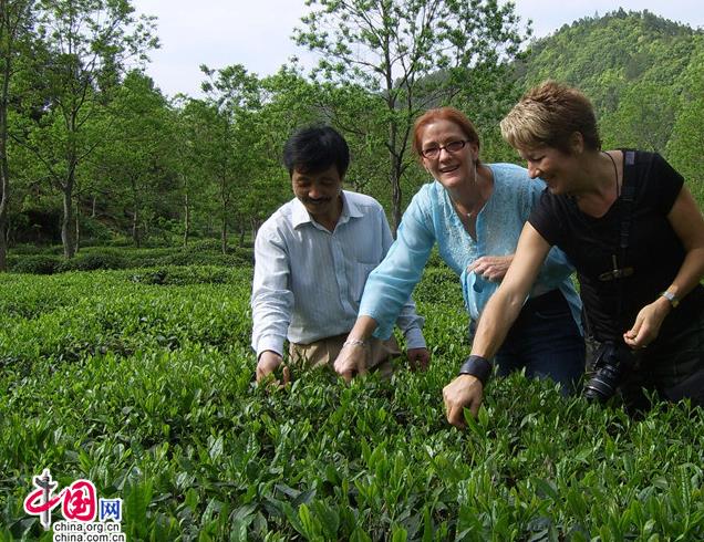 安徽黄山新安源有机茶连续15年荣获欧盟认证