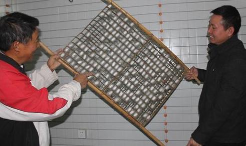 江苏如东初冬全龄人工饲料养蚕圆满结束