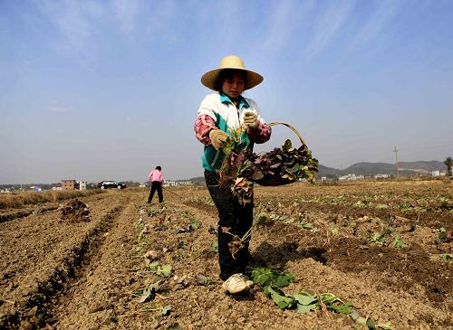 ������ɶ����������2196��Ķ