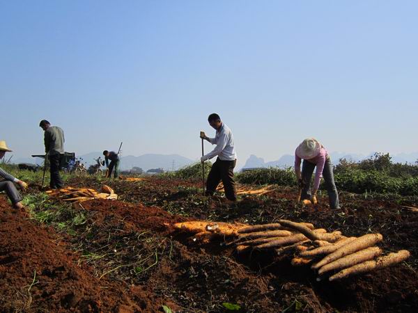 广西平乐县淮山“菜篮子”产品生产基地大获丰收