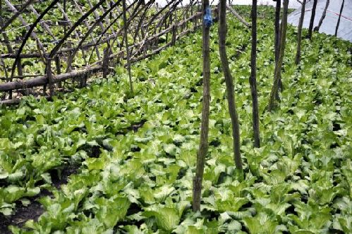 重庆城口:大力建设“菜园子” 丰富市民“菜篮子” 鼓足农民“钱袋子”