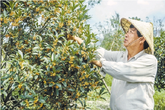 王家兴回乡十二载,种下桂花树十万株