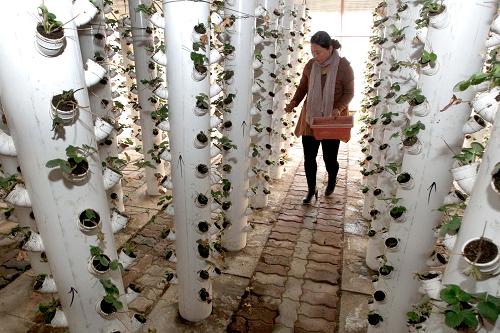 12月3日,种植户在新疆哈密市现代农业园区设施农业大棚打理立体栽植的草莓。