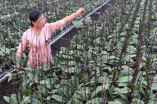 12月3日,技术员在新疆哈密市现代农业园区智能温室里打理花卉。