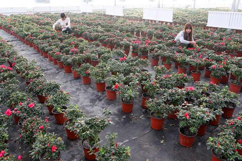 12月3日,技术员在新疆哈密市现代农业园区智能温室里打理花卉。