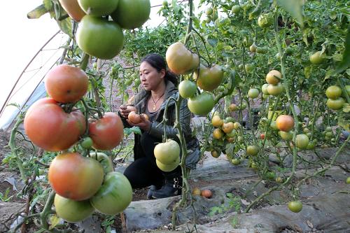 12月3日,种植户在新疆哈密市现代农业园区设施农业大棚里采摘西红柿。