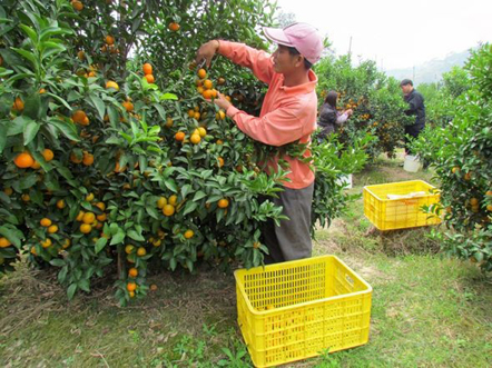 广西博白县沙塘桔喜获丰收