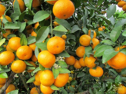 广西博白县沙塘桔喜获丰收3