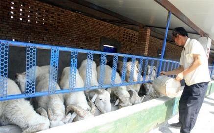 四川洪雅县凤凰村:李老汉儿养羊记