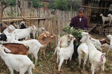 ÄÚÃɹŲúÒµ»¯ÑøÖ³ÓÅÖÊÖÖÑò