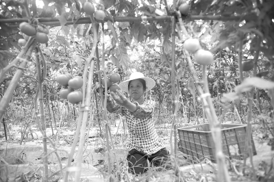 Ĵ̽·һ廯ɶ춼ũҵģʽ