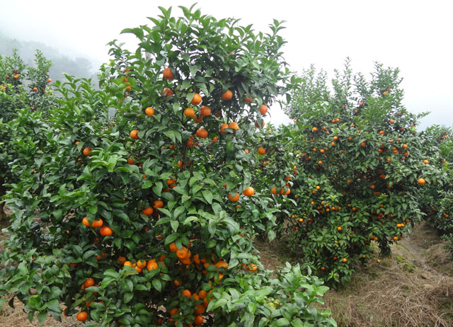 广西苍梧县砂糖桔黄龙病综合治理显成效