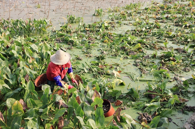广西柳江县万亩茨菇大丰收