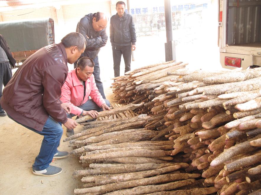 广西融安万亩淮山丰收上市