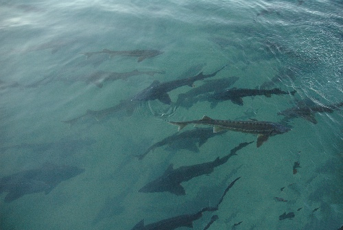 新疆最大的鲟鱼养殖基地落户巩留县