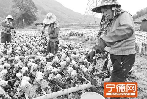 福建省宁德市蕉城区石后乡小岭村黑木耳增收