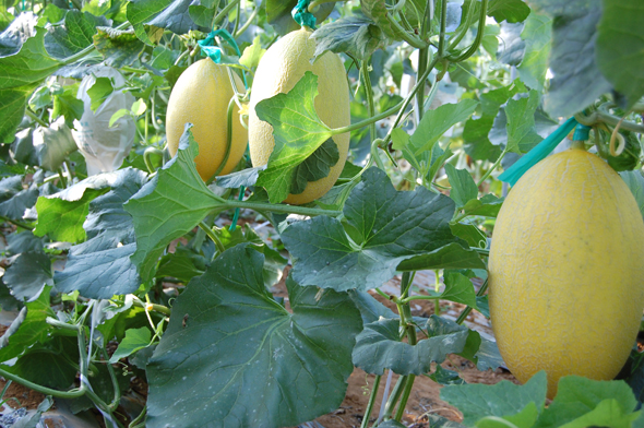 广西北海哈密瓜市场畅销