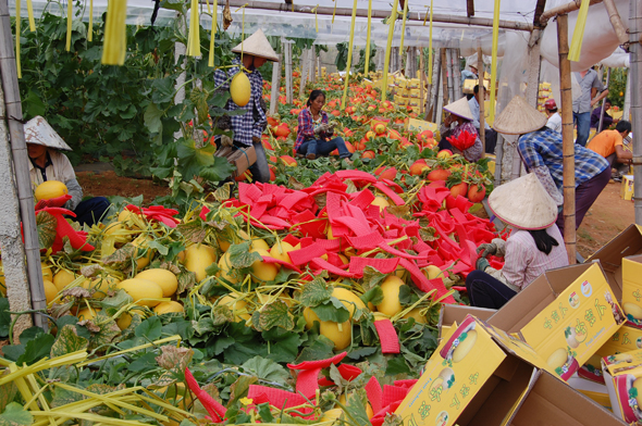 广西北海哈密瓜市场畅销2