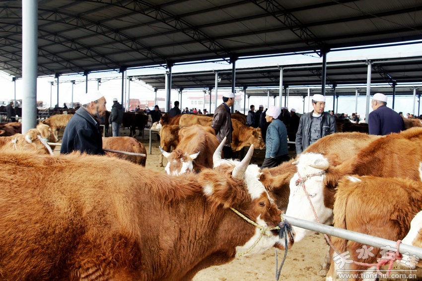 �����żҴ�ţ���ӵĳ������