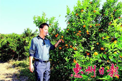 广东惠州皇帝柑快摘完砂糖桔又开摘