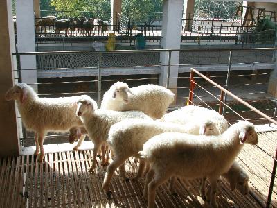 浙江长兴县积极筹备第三届湖羊美食文化节