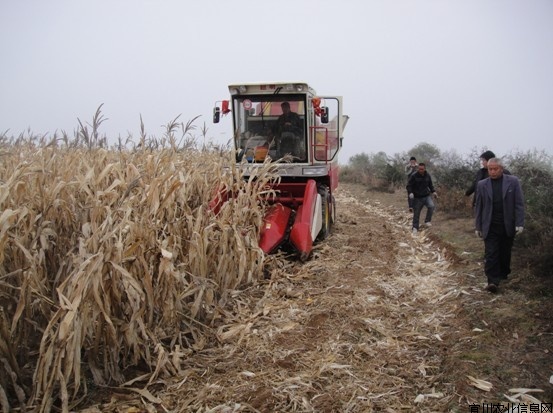 陕西宜川:玉米联合收割机显神威