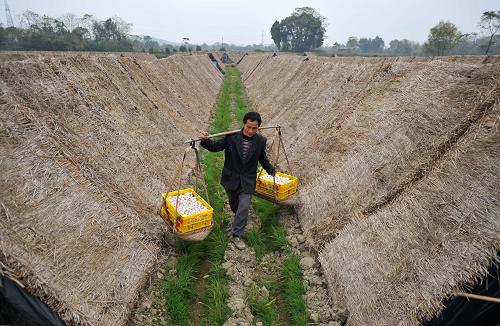 129գڹȫˮ򶹼ҵ״壬һŸղժĢڻؼҵ·ϡ