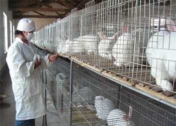 吉林兔姐马小雯 加工摸到致富门