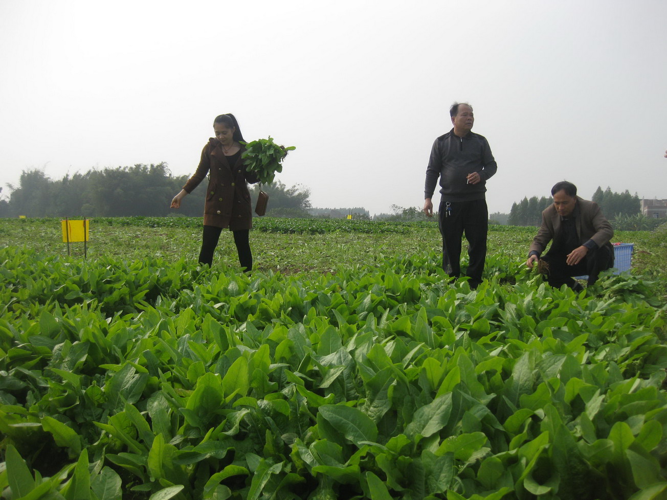 ������۸�����ũҵ�ֺ�ץ�����߲�ũ�м�⹤��