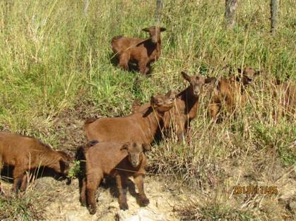 云南龙陵县畜牧技术人员到黄山羊养殖基地对羊群进行整群