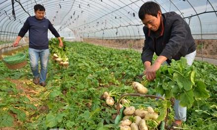浙江义乌赤岸镇新鲜蔬菜错季上市