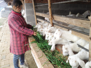 ���պ�������Ͽ������߼�����