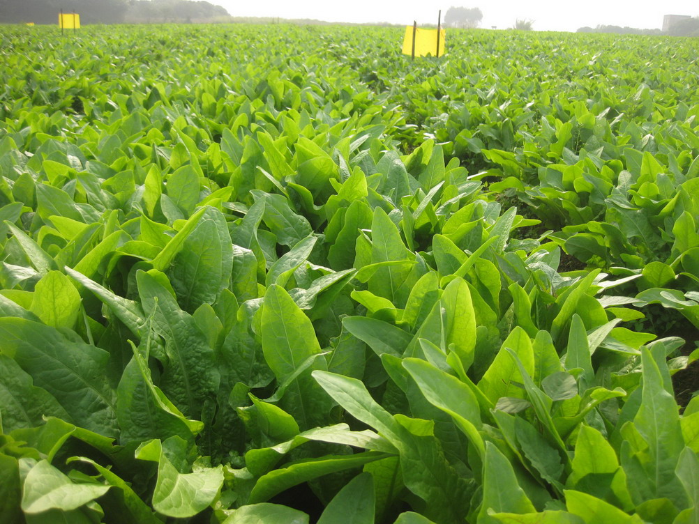 广西贵港市:“黄板”护航蔬菜绿色无公害有保障
