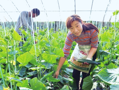 �ӱ�ʡ�����ش���ũҵƷ�ƴ���ȫ���߲˲�ҵ��չ