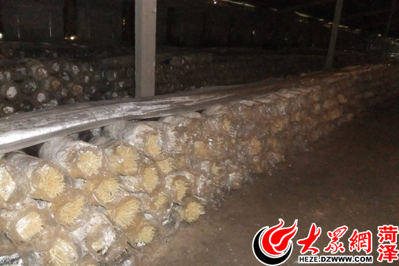 “第一书记”带头“吃蟹” 食用菌成大义镇致富好帮手