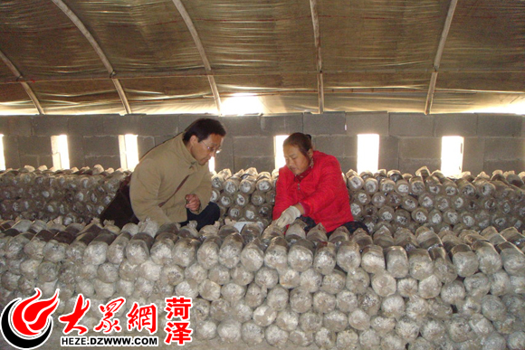 驻村“第一书记”胡敏与种植户主在现场谈金针菇种植管理技术