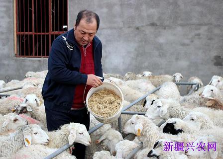 新疆裕民县农民养殖多胎湖羊促增收