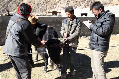 西藏林芝地区首次引进帕里优良牦牛品种