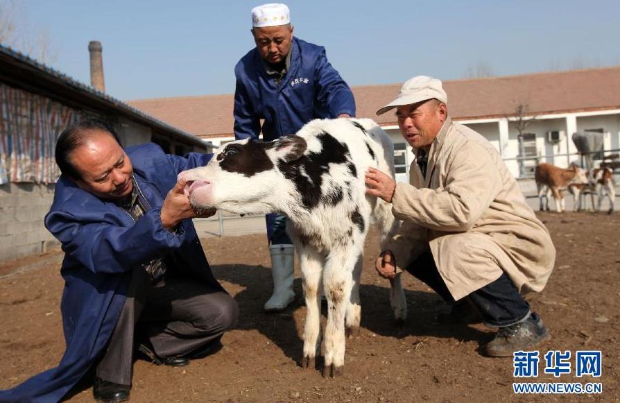  12��12�գ���ǿ���У�����Ƹ���ũҵר�Ҷ�־ǿ����һ����ţ��������״��