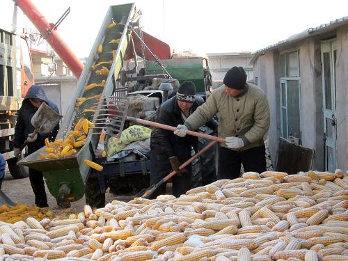 12月17日,内蒙古通辽市木里图镇新发村农民正在为玉米脱粒。