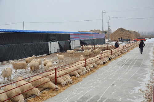 н®±øÍÅÒ»¶þ°ËÍÅͶ×Ê700ÍòÔªÄêн¨Óý·ÊÑòÑøÖ³»ùµØÍ¶ÈëʹÓÃ