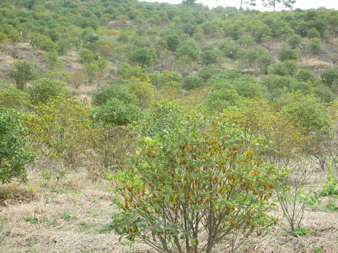 ڰ̶ͷζϺζȺϲӭӷ