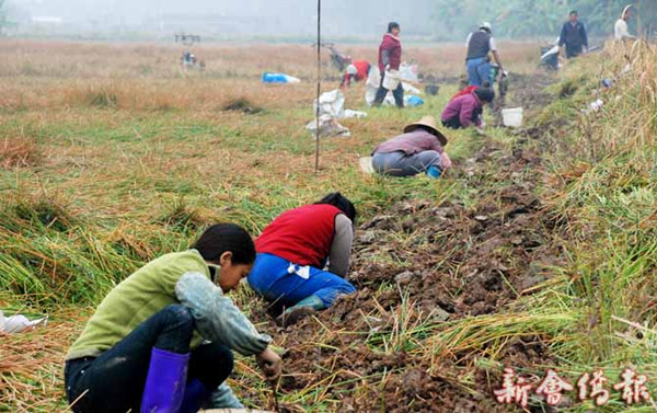 广东江门市新会区粒粒马蹄皆辛苦