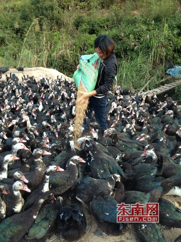 林汝爱正在给鸭群喂食