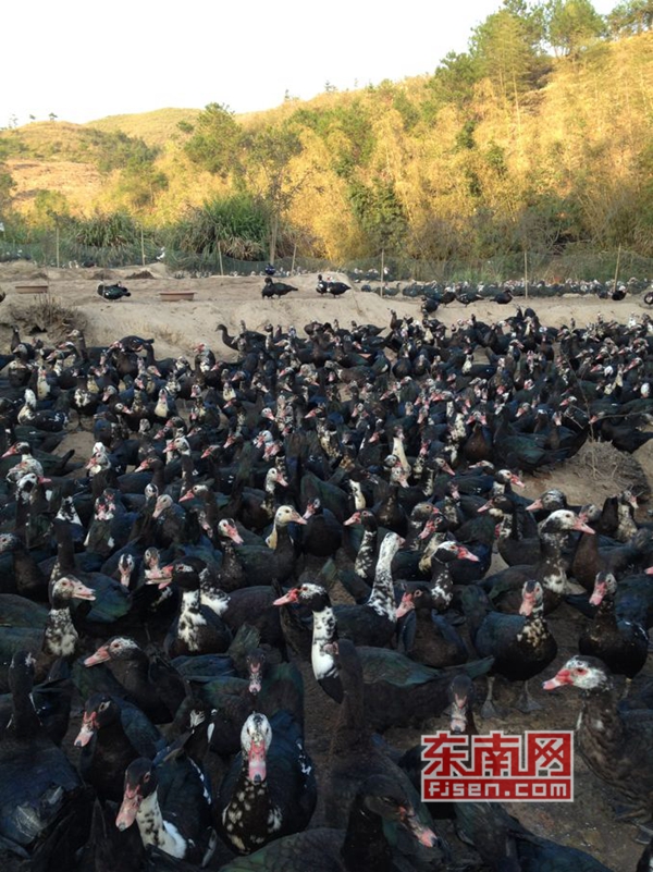 吃饱后的生态鸭在嬉戏